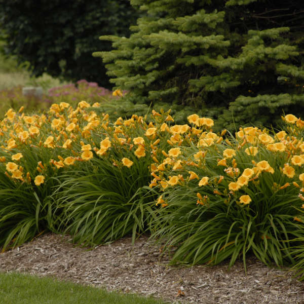 The Beauty that Blooms: Exploring the Wonder of Reblooming Daylilies