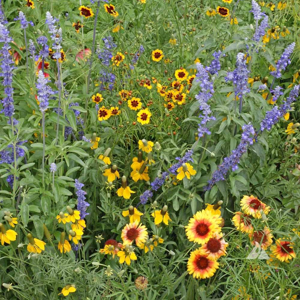 Unveiling the Beauty of Wild Flower Seeds: A Guide to Sustainable Gardening