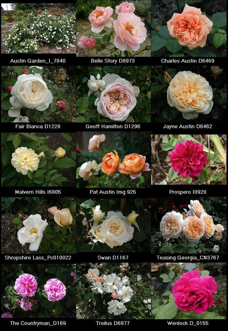 Finding Local Stores for David Austin Roses: Your Guide to Beautiful Garden Blooms