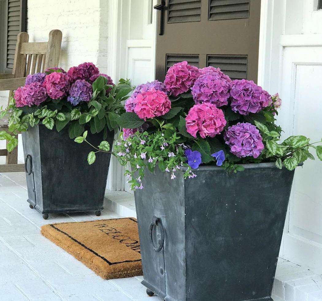 Enhance Your Home's Entrance with Striking Front Door Plants