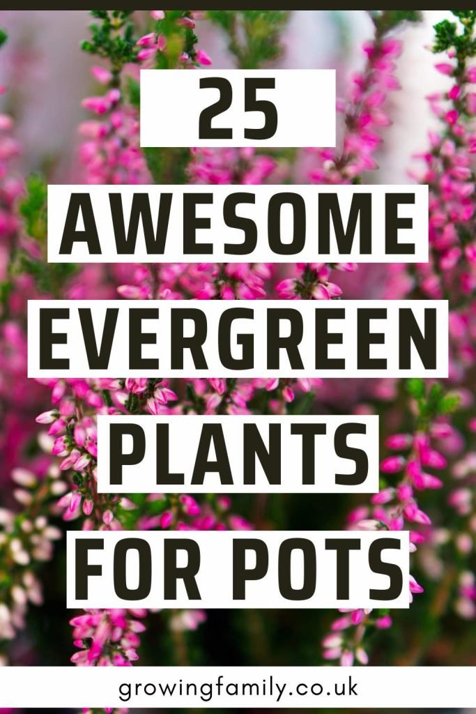 The Beauty of Evergreen Plants in Pots: A Guide to Long-lasting Greenery