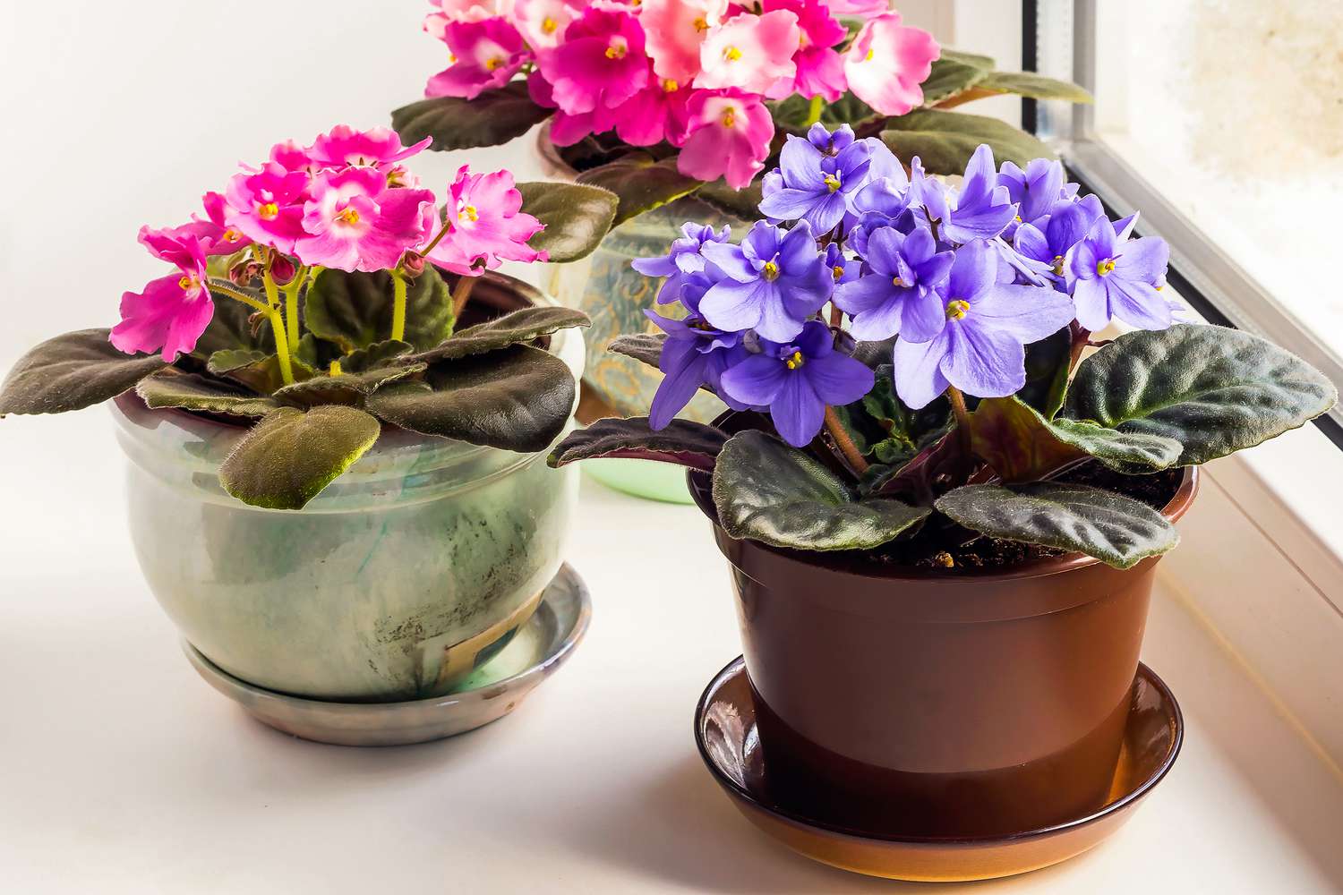 Bring Nature Indoors: A Beginner's Guide to Growing Beautiful Flowering House Plants