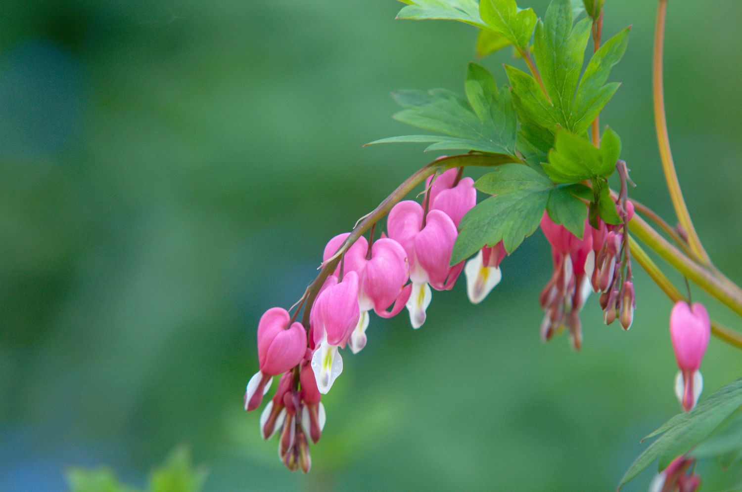 The Enchanting Beauty of Bleeding Heart Plant: A Closer Look at Its Graceful Blooms