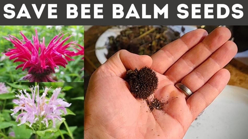 The Benefits of Growing Bee Balm from Seeds: A Comprehensive Guide