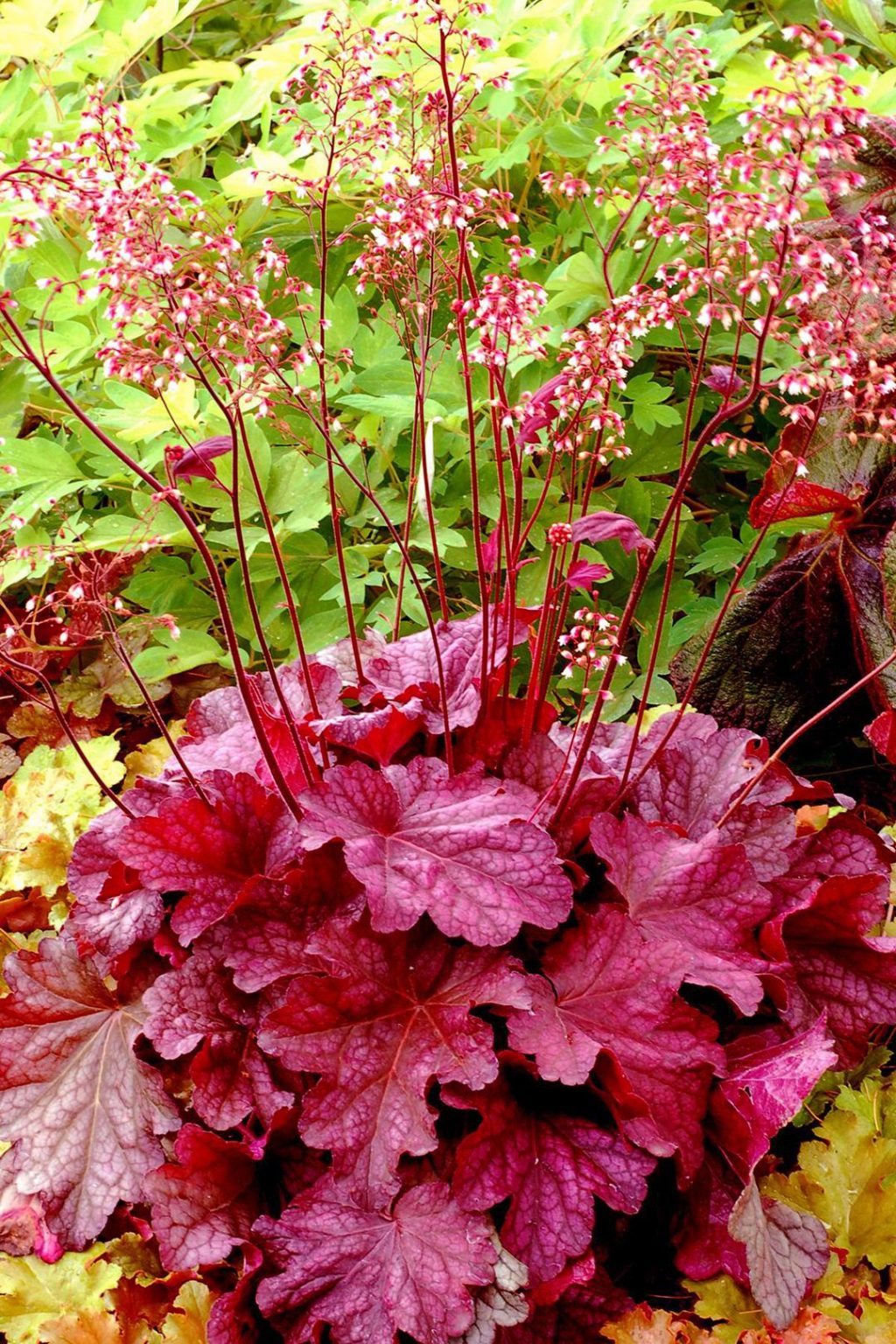 Embracing Shade: the Beauty of Flowers that Thrive in Low-Light Environments