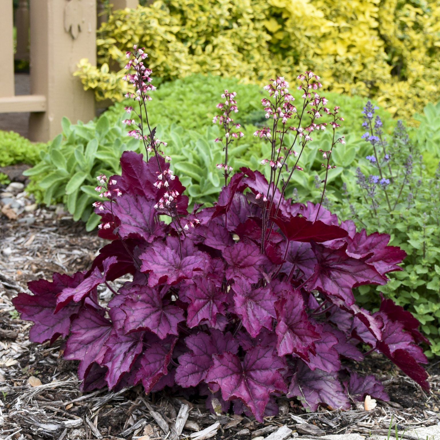 The Enchanting Beauty of Coral Bells: A Guide to Growing and Caring for These Stunning Perennial Plants