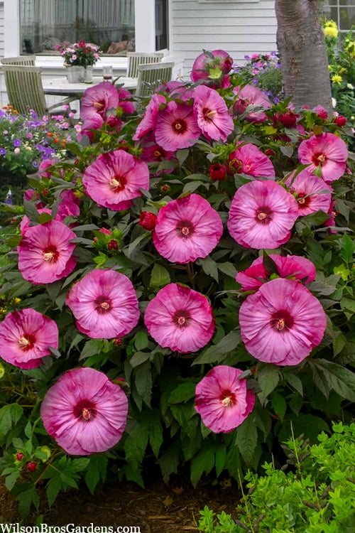 The Beauty of Perennial Hibiscus: Unveiling its Splendor and Cultivation Tips