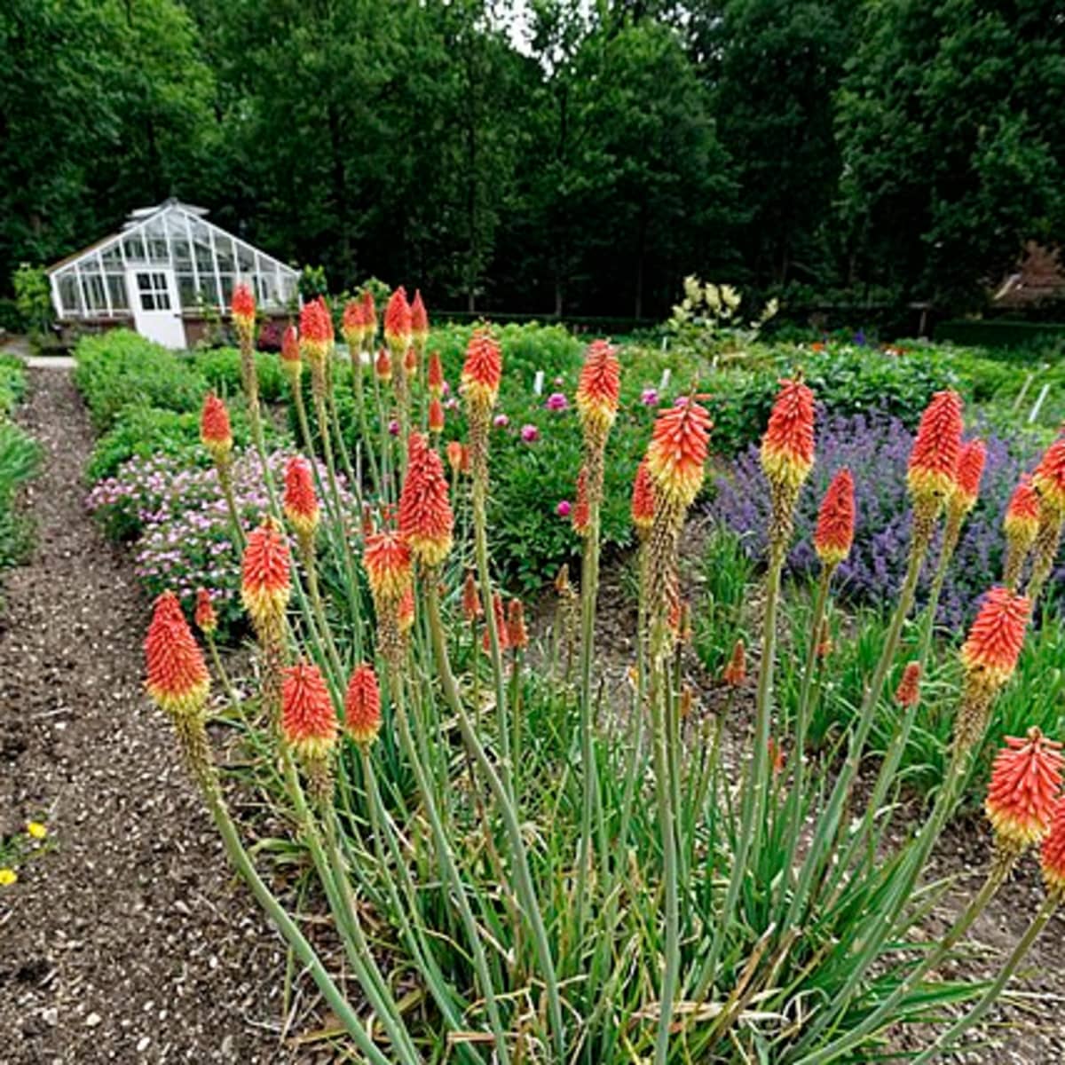 The Vibrant Beauty of the Red Hot Poker Plant: A Guide for Garden Enthusiasts