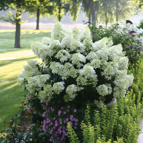 Blooming Beauty: A Guide to Bobo Hydrangeas and their Stunning Floral Display