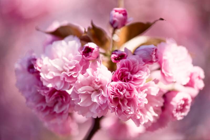 The Delicate Beauty of Kwanzan Cherry Tree: A Blooming Marvel for Your Garden