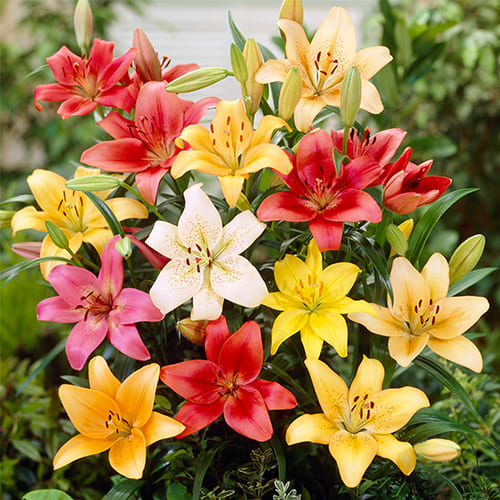 Exploring the Marvels of Lily Bulbs: A Guide to Finding Quality Bulbs for Sale