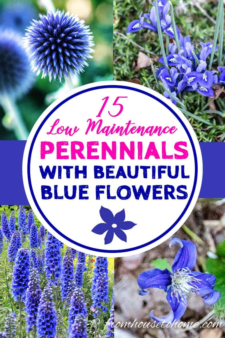 The Enchanting Beauty of Blue Perennial Flowers: A Guide to Incorporating Them Into Your Garden