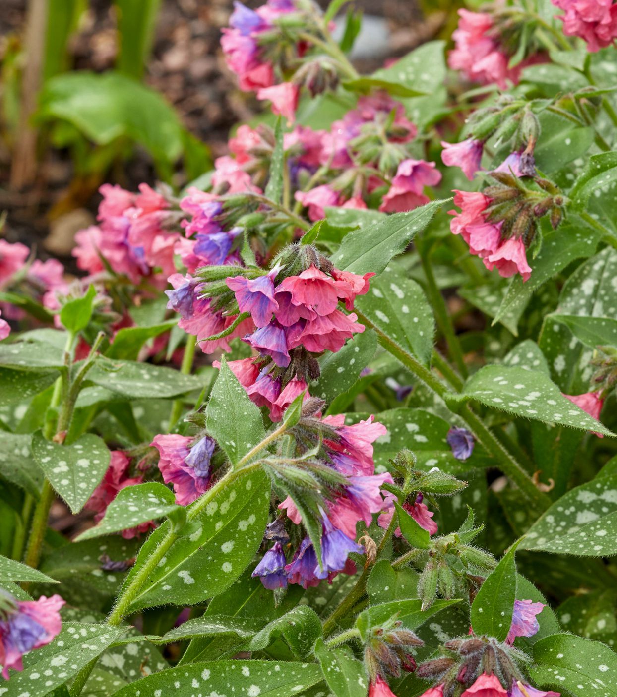 Beautiful Low-Growing Perennials: Enhancing Your Garden with Stunning Groundcover Plants