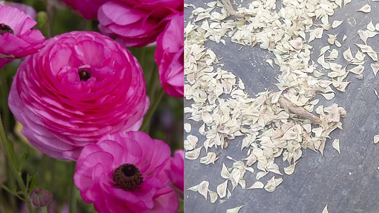 All You Need to Know about Growing Ranunculus Flowers from Seeds