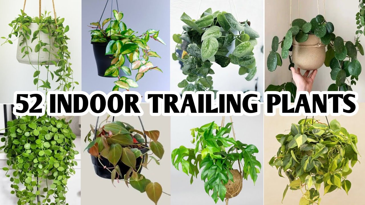 The Beauty and Benefits of Indoor Trailing Plants: Enhance Your Décor Naturally