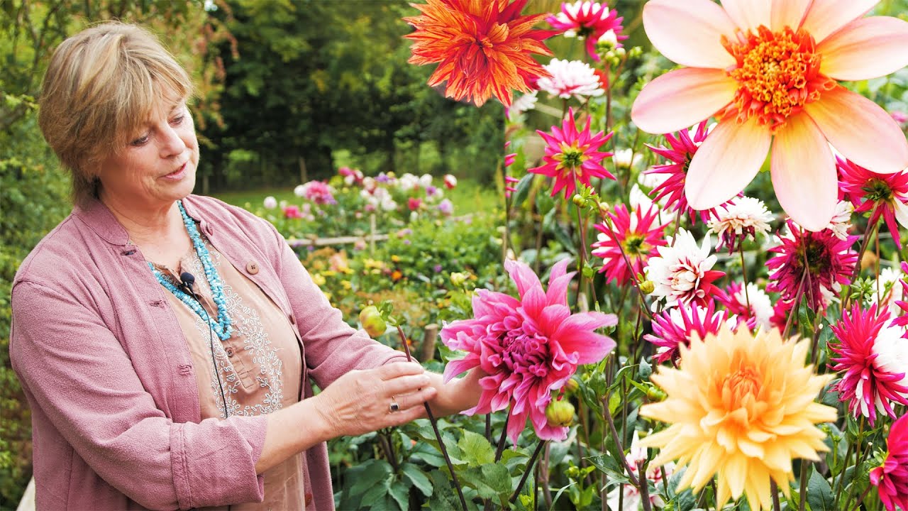 The Beauty of Sarah Raven Dahlias: A Guide to Growing and Enjoying These Stunning Flowers