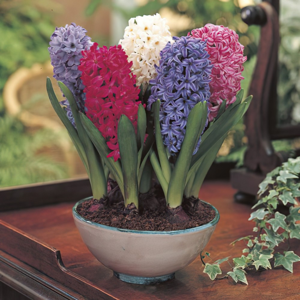 Find Beautiful Hyacinth Bulbs for Sale: Enhance Your Garden with Vibrant Blooms