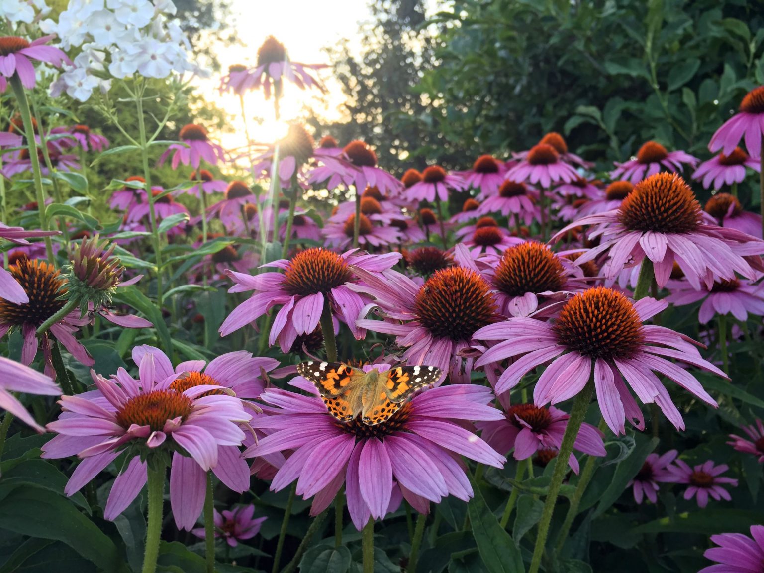 The Top Perennial Flowers Thriving in Full Sun: A Guide for Sun-loving Gardeners