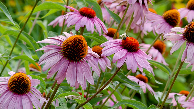 The Perennial Seed Guide: A Natural Approach to Abundant and Vibrant Gardens