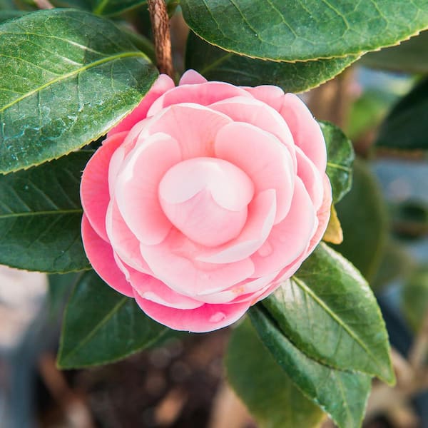 Exploring the Beauty of Camellia Plants: Find the Perfect Ones for Sale