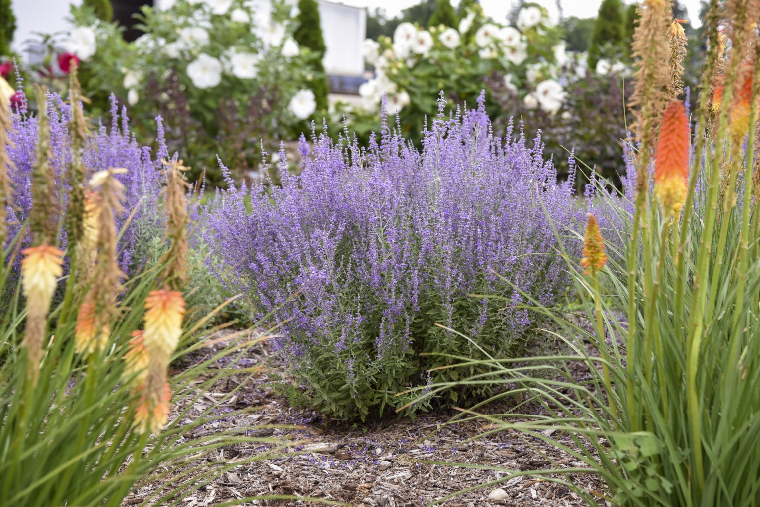 The Allure of Russian Sage: Revealing the Beauty and Benefits of this Remarkable Herb