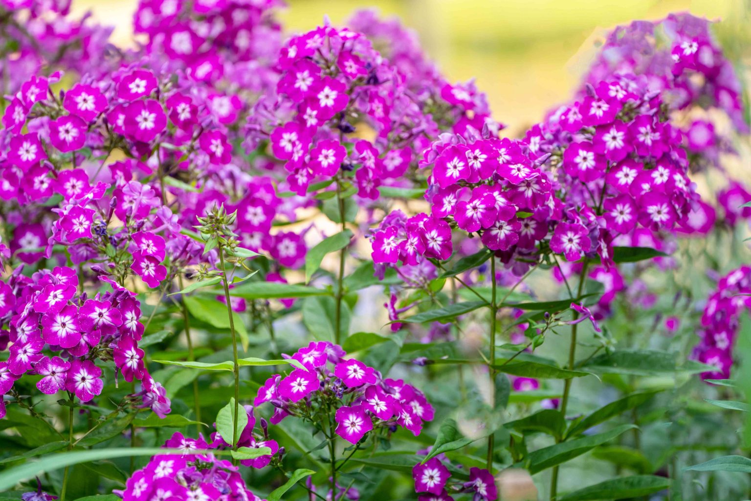 The Beauty and Diversity of Phlox Plants: A Guide to Growing and Caring for these Vibrant Blooms