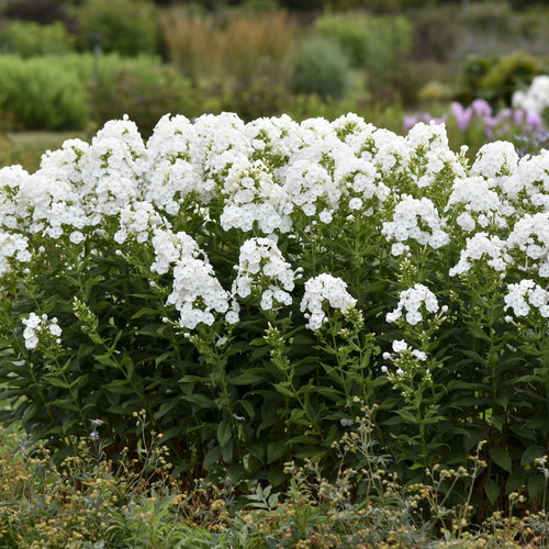 The Beauty of Phlox Paniculata: A Guide to Growing and Caring for this Delightful Perennial