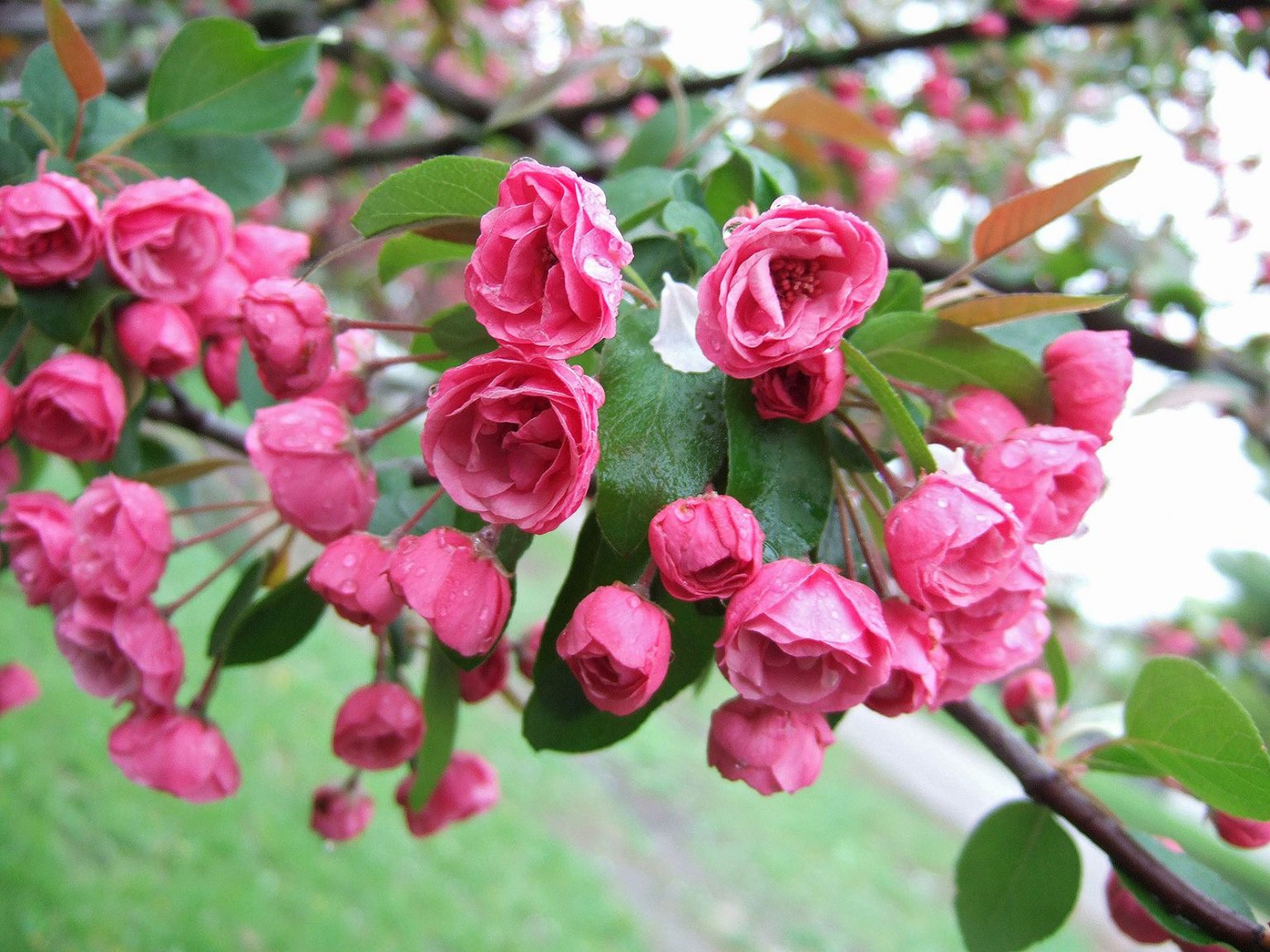 Delightful Blossoms: A Guide to Small Flowering Trees for Your Garden