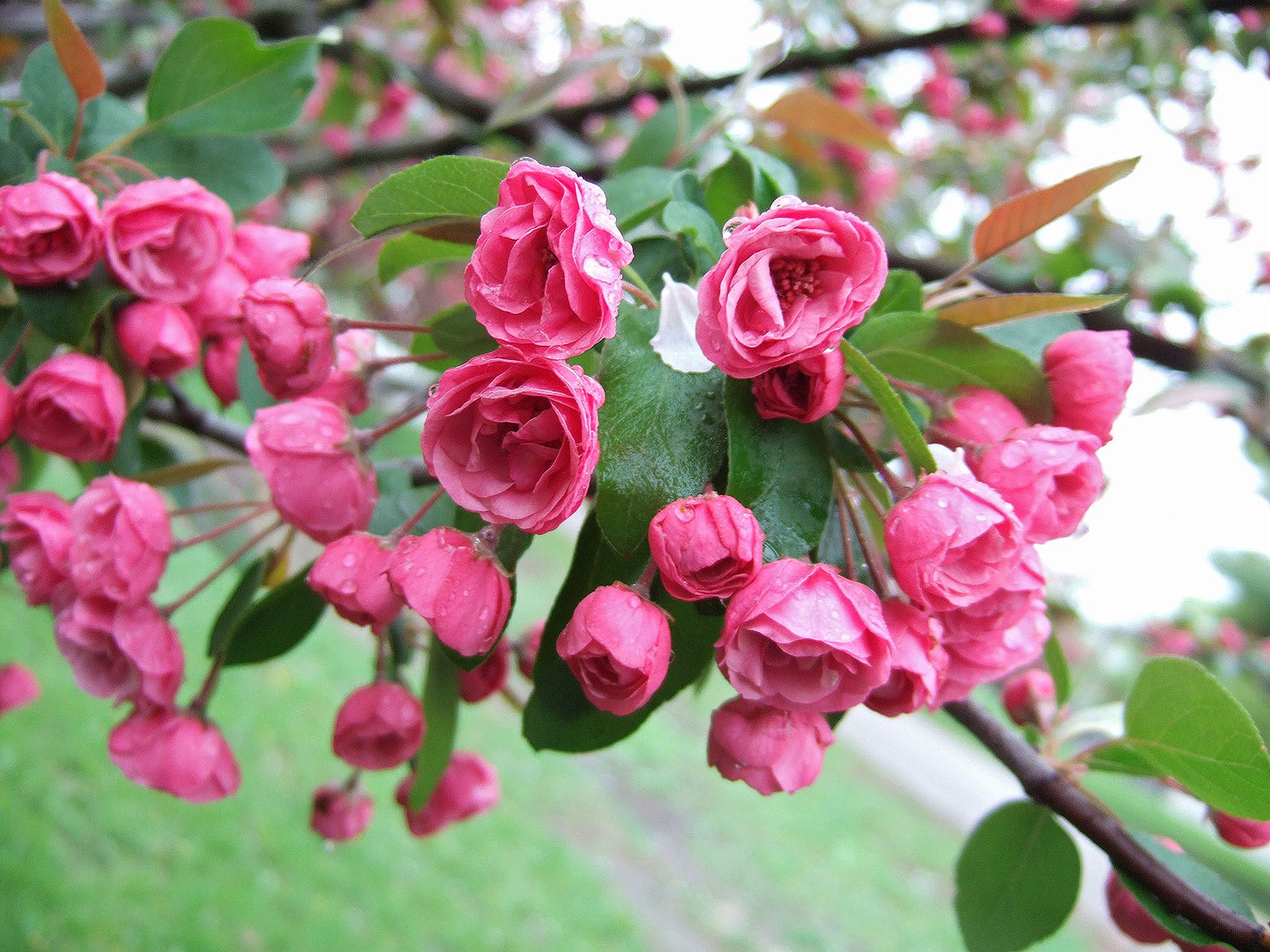 Delightful Blossoms: A Guide to Small Flowering Trees for Your Garden