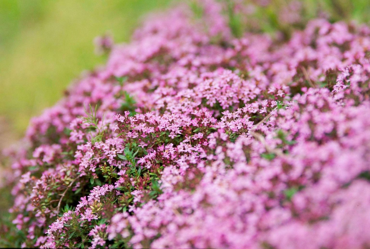 Enhancing Your Garden's Beauty: A Guide to Choosing and Growing Ground Cover Flowers