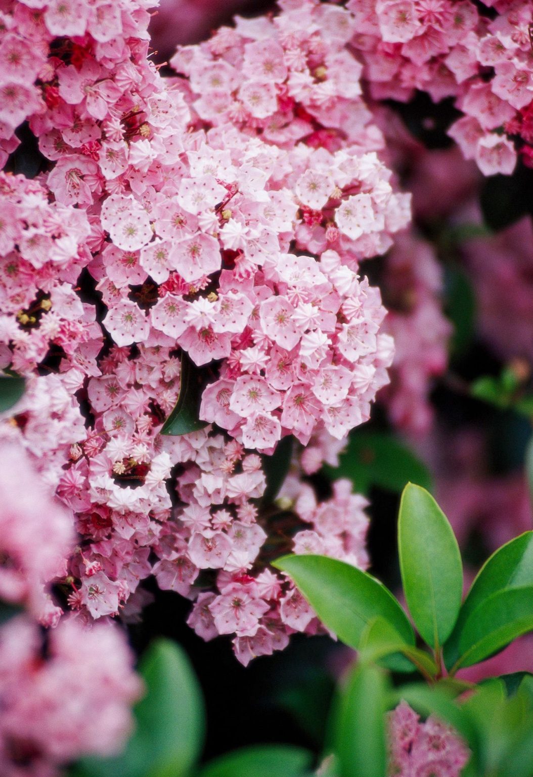 Blooming Beauties: Thriving Flowering Shrubs for Full Sun