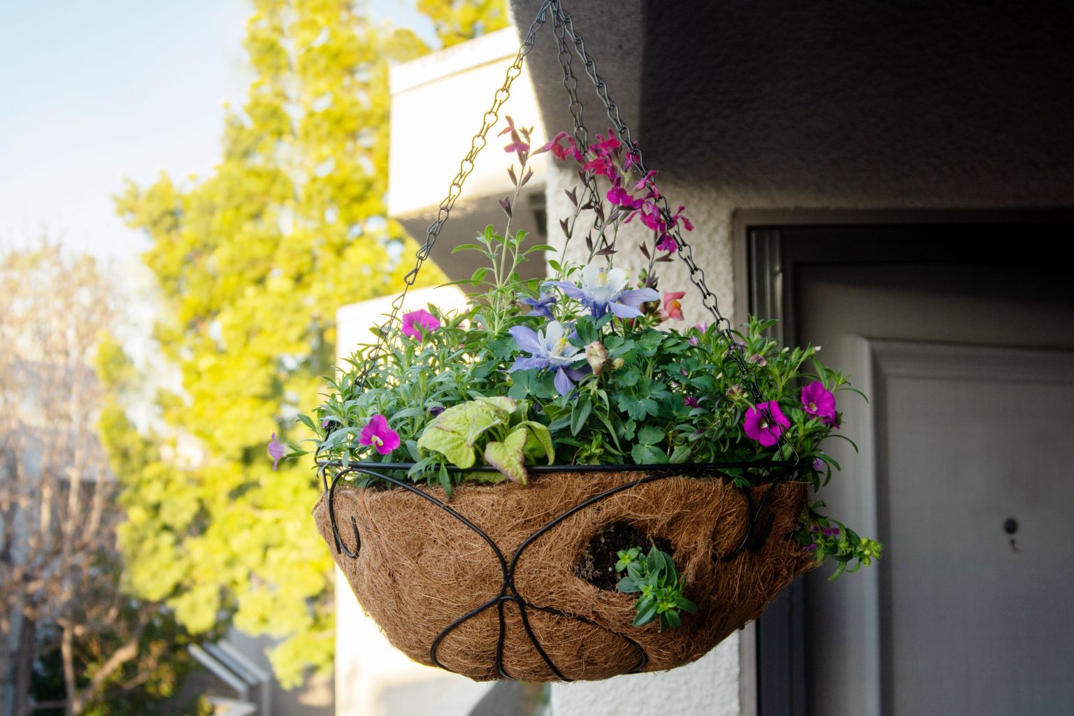 Creating Beautiful Hanging Baskets: A Guide to Showcase Colorful Blooms