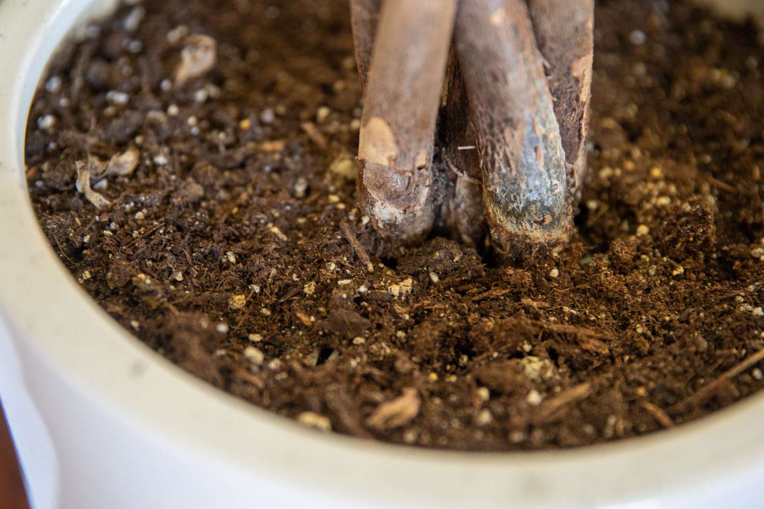 The Importance of Quality Soil for Indoor Plants: A Guide for Healthy Growth