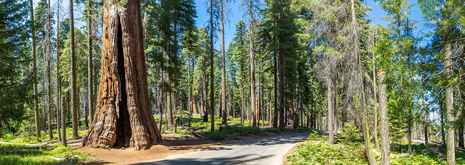 Tranquil Blossom Trails: Immersing in Nature's Serene Beauty