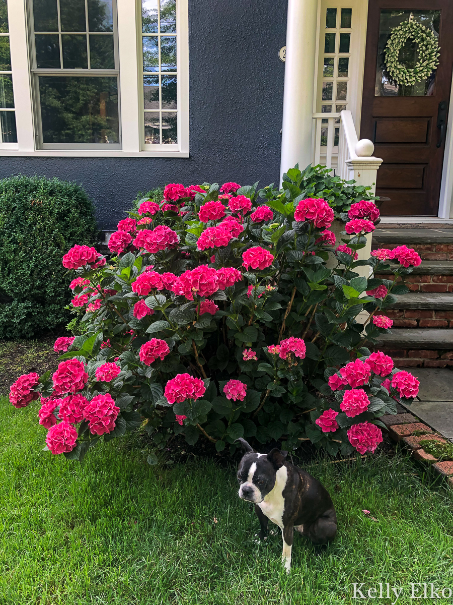 Experience the Beauty of Summer Crush Hydrangea: A Delightful Guide to Growing and Caring for These Vibrant Blooms