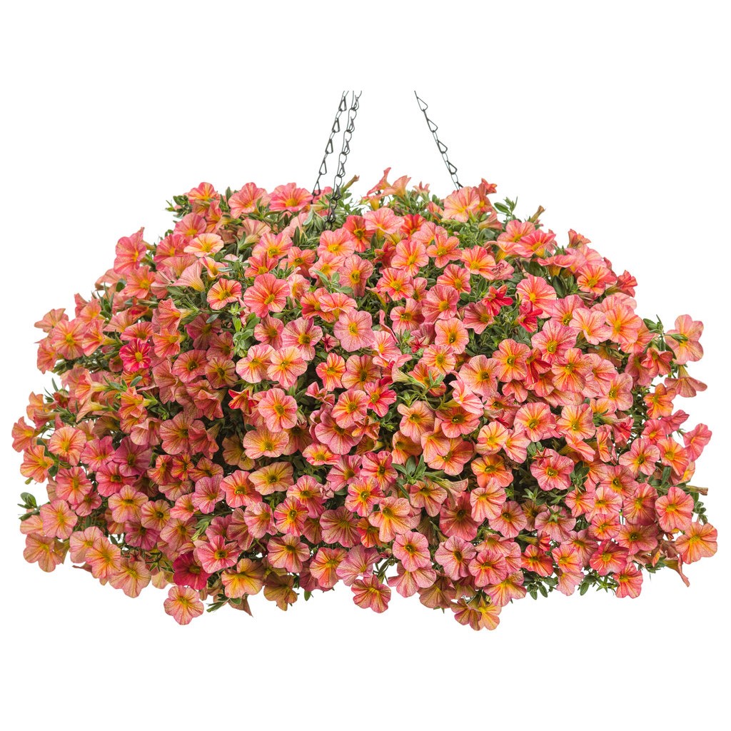 Enhance Your Garden with a Breathtaking Hanging Flower Basket