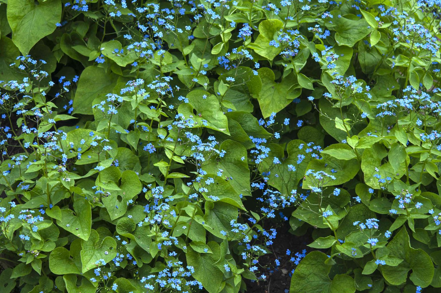 Embrace the Beauty of Shade-Loving Perennials: A Guide to Thriving and Flourishing in Low-Light Areas