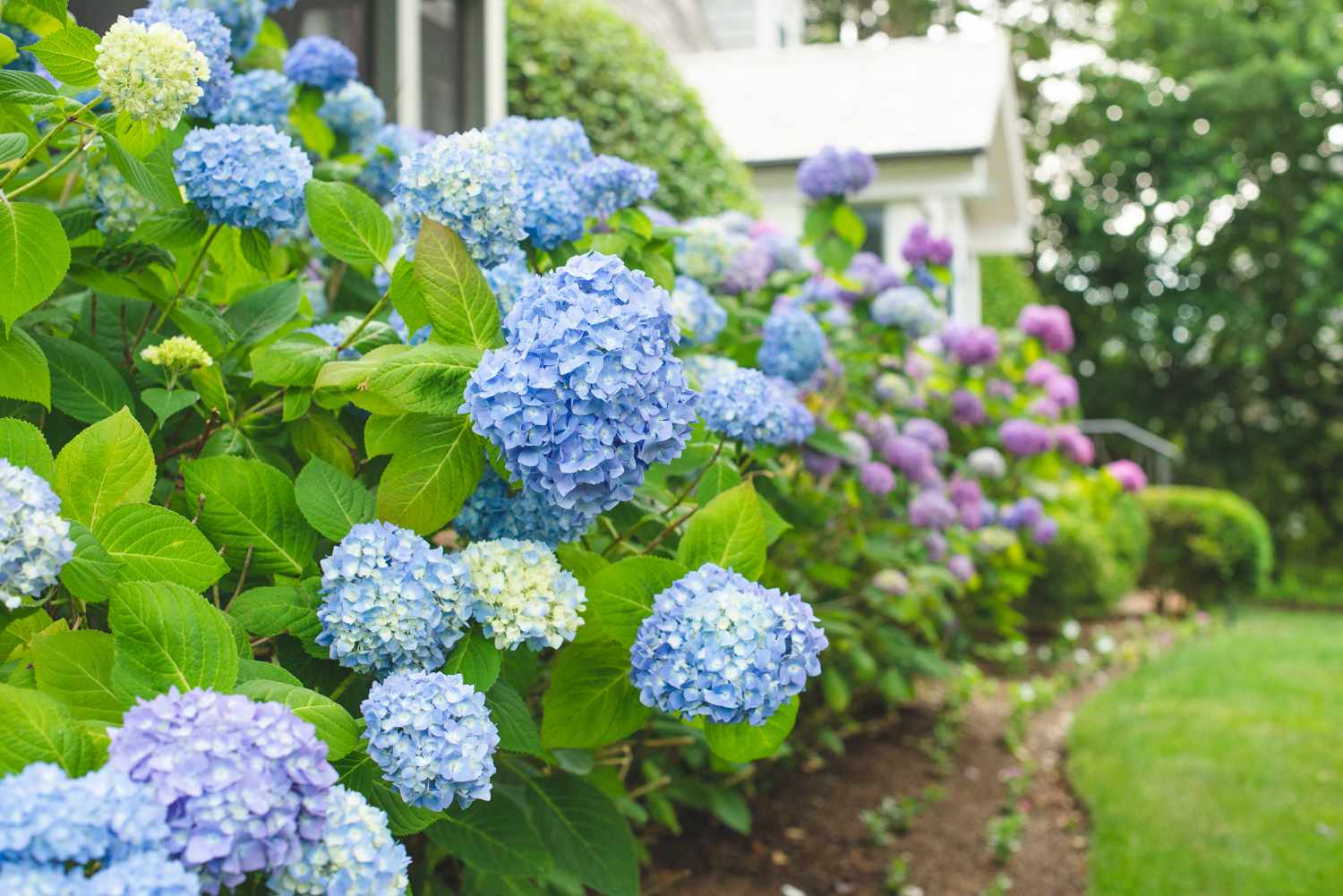 The Different Types of Hydrangeas: A Comprehensive Guide for Garden Enthusiasts