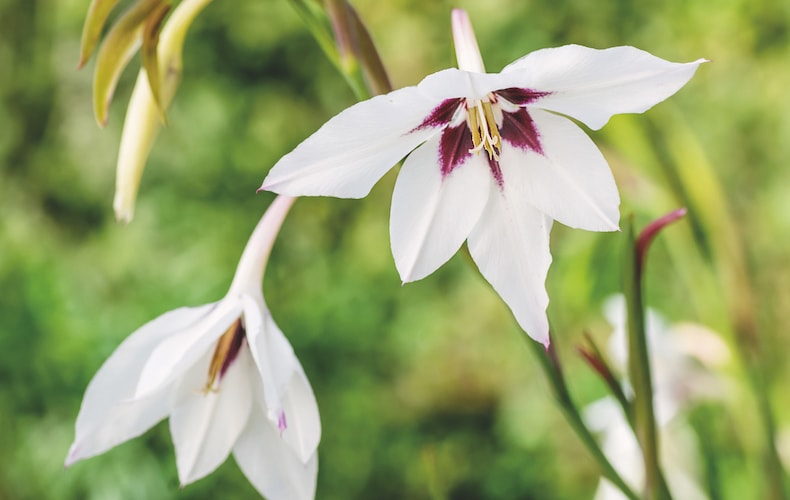 Unveiling the Beauty of Autumn with Blooming Bulbs