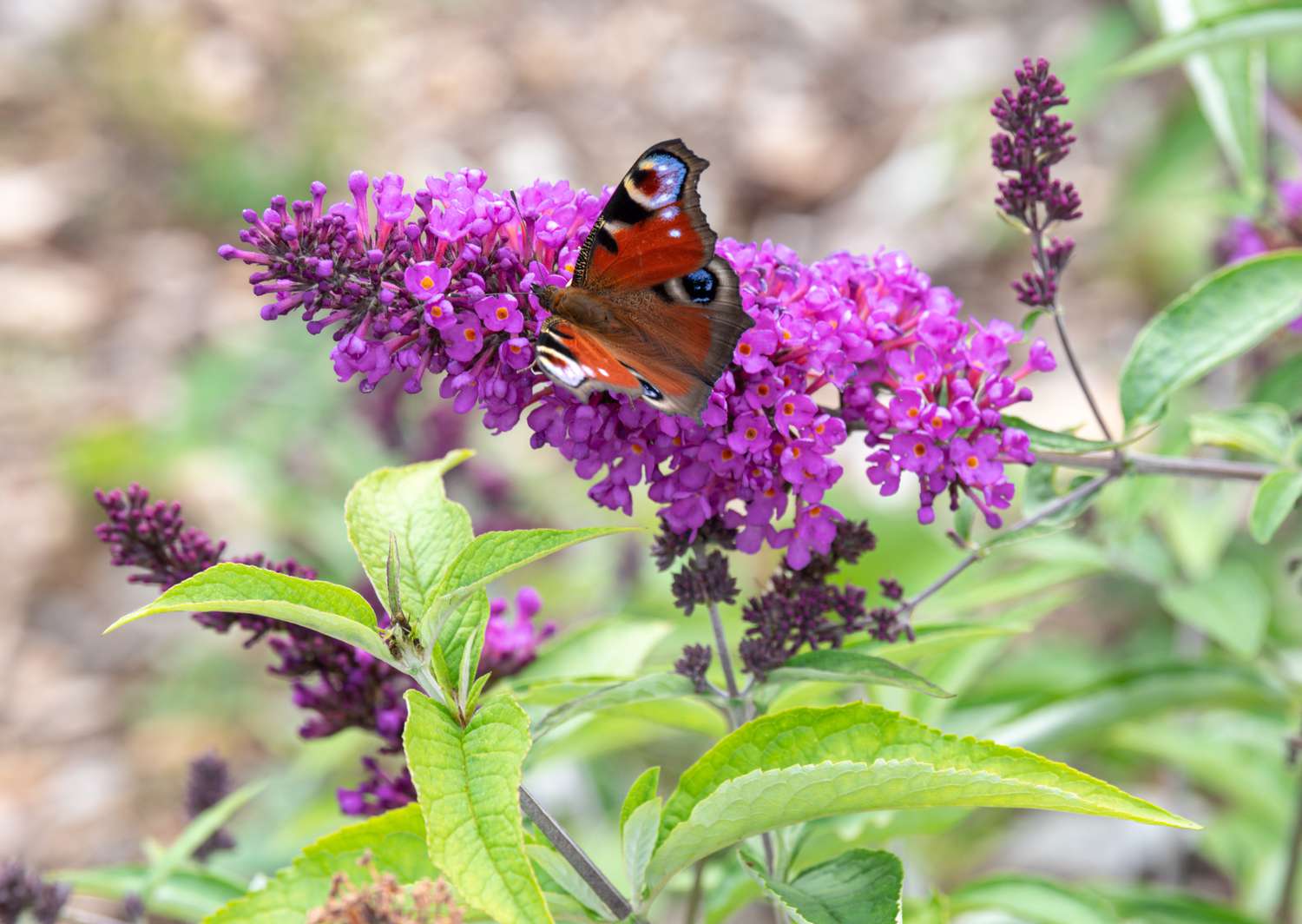 The Perfect Plants to Attract Butterflies to Your Garden