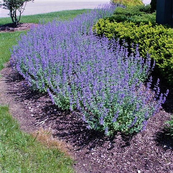 Why Walker's Low Catmint is the Perfect Addition to Your Garden