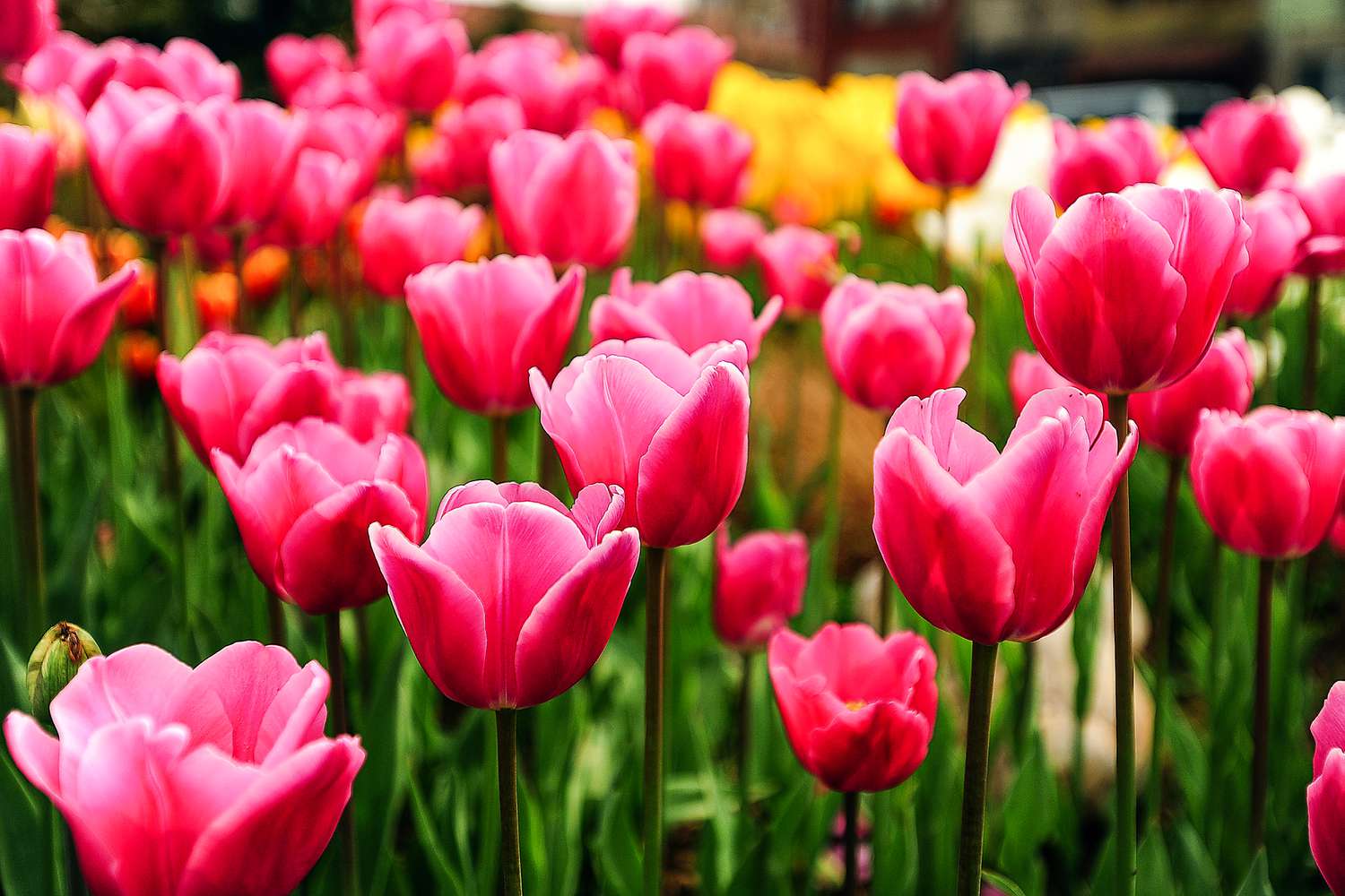 Spring Blooms: Find the Perfect Flower Bulbs for Sale and Beautify Your Garden