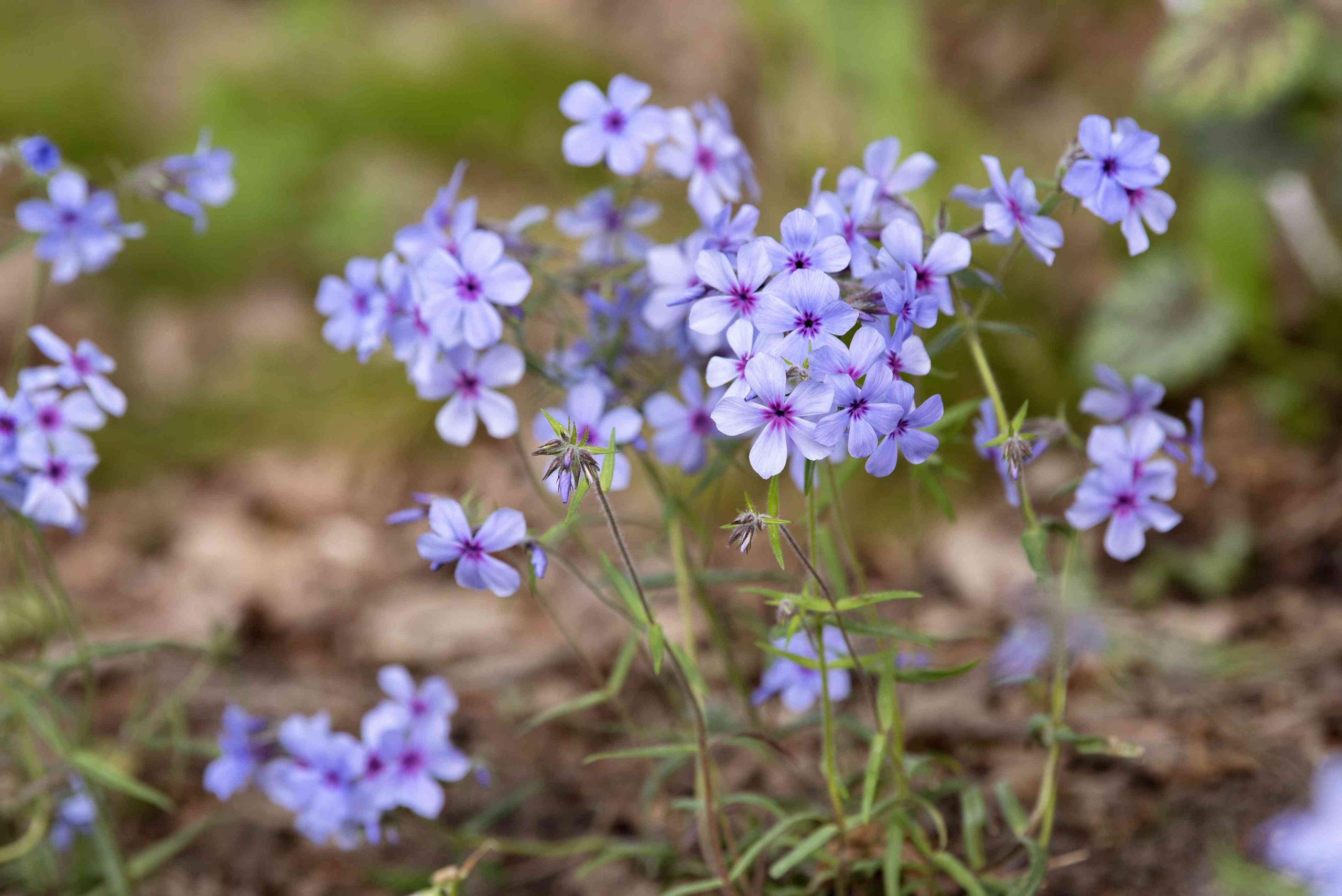 The Enchanting Beauty of Woodland Phlox: A Guide to Its Growing and Care