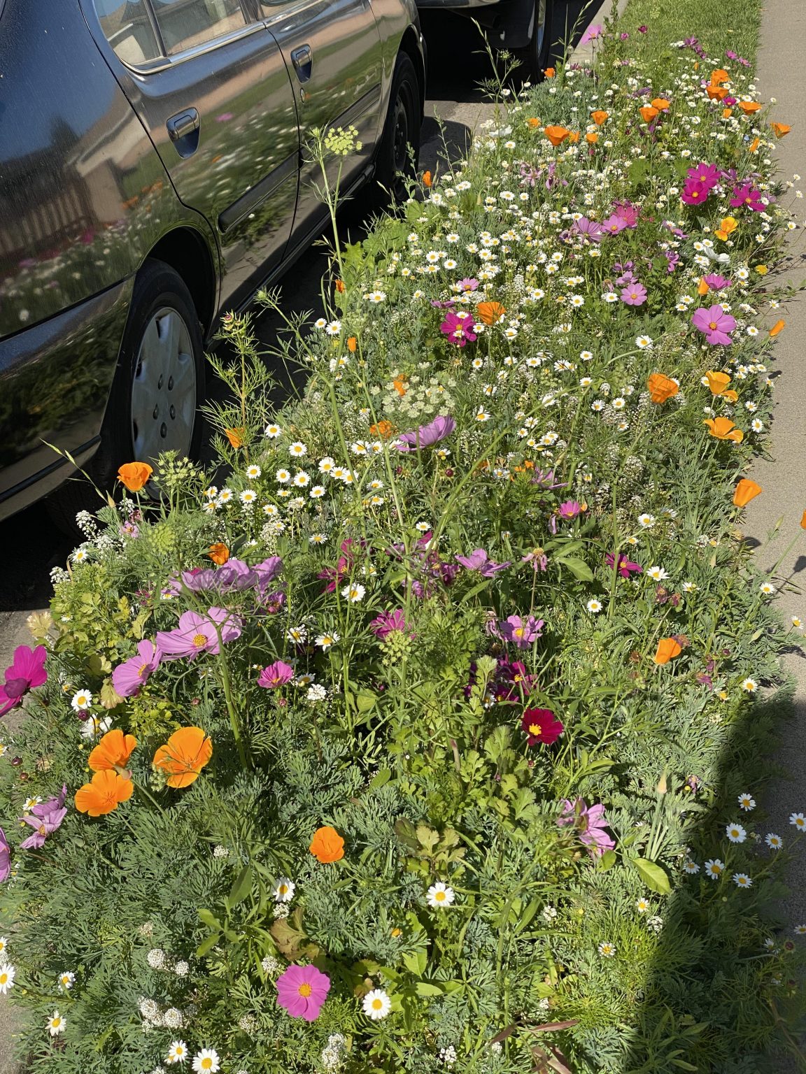 The Beauty of Growing Wildflower Seeds: A Guide to Cultivating a Charming Garden