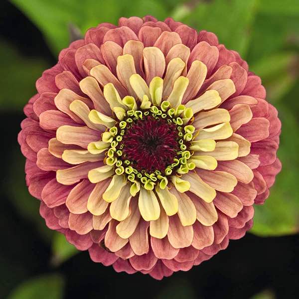 Grow Your Garden with Quality Zinnia Seeds for Sale