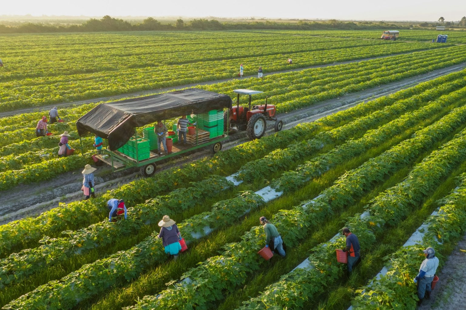 The Art of Organic Gardening: Essential Dos and Don'ts for a Successful Harvest