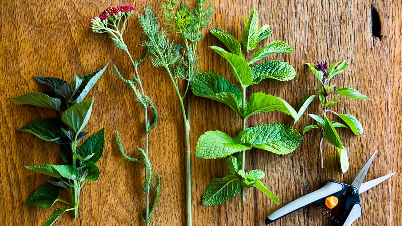 Pruning 101: A Comprehensive Guide to Properly Trim and Maintain Your Plants