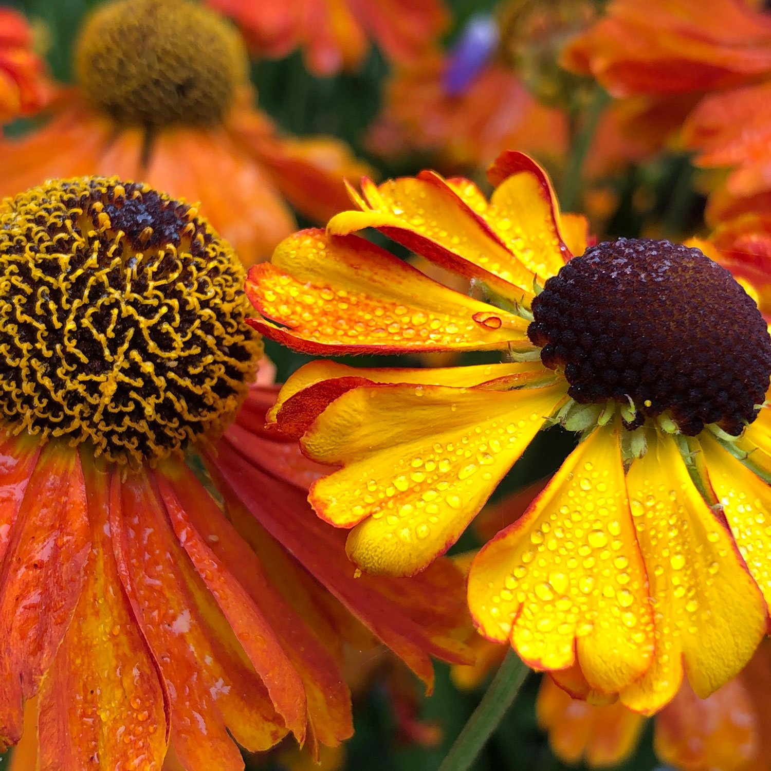 Creating a Vibrant Butterfly Haven: Harness the Magic of Gardening to Attract Exquisite Pollinators