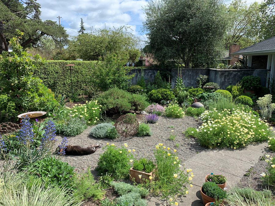 How to Create a Drought-Resistant Garden: Tips and Plant Recommendations