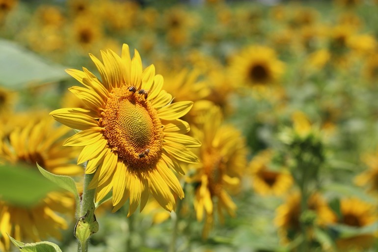 Understanding Organic Gardening: A Comprehensive Guide to Its Principles and Benefits